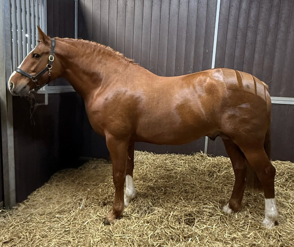 Greenhall Supersonic Stallion